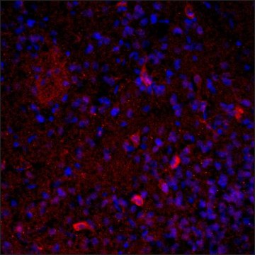 抗-VAChT (C末端) 兔抗 IgG fraction of antiserum