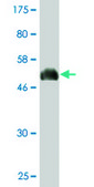 Monoclonal Anti-SOX15 antibody produced in mouse clone 1B3, purified immunoglobulin, buffered aqueous solution
