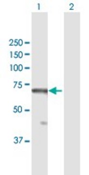 Anti-RBBP5 antibody produced in mouse purified immunoglobulin, buffered aqueous solution