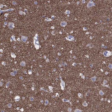 Anti-Syp Antibody Produced In Rabbit Prestige Antibodies&#174; Powered by Atlas Antibodies, affinity isolated antibody, buffered aqueous glycerol solution