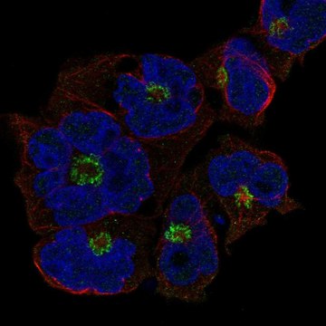 Anti-St8Sia4 Antibody Produced In Rabbit Prestige Antibodies&#174; Powered by Atlas Antibodies, affinity isolated antibody, buffered aqueous glycerol solution