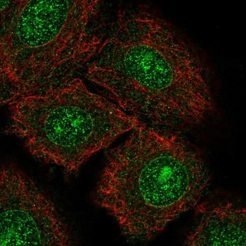 Anti-NTRK3 antibody produced in rabbit Prestige Antibodies&#174; Powered by Atlas Antibodies, affinity isolated antibody