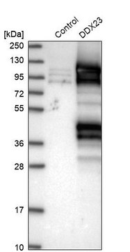 Anti-DDX23 antibody produced in rabbit Prestige Antibodies&#174; Powered by Atlas Antibodies, affinity isolated antibody, buffered aqueous glycerol solution