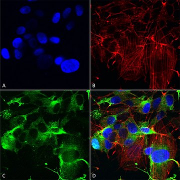 Monoclonal Anti-Gfap - Rpe antibody produced in mouse clone S206B-9, purified immunoglobulin