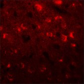 Anti-TMEM59L antibody produced in rabbit affinity isolated antibody
