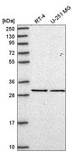 Anti-EIF2B1 antibody produced in rabbit Prestige Antibodies® Powered by Atlas Antibodies, affinity isolated antibody