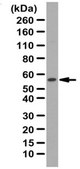 Anti-Sox11 Antibody from rabbit, purified by affinity chromatography