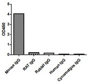 Goat Anti-Mouse IgG(Fcγ) Alpaca Heavy chain only Antibody recombinant Alpaca(VHH) Nano antibody