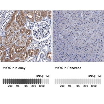 Anti-MIOX antibody produced in rabbit Prestige Antibodies&#174; Powered by Atlas Antibodies, affinity isolated antibody, buffered aqueous glycerol solution