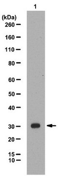 Anti-TRIC-A Antibody from rabbit, purified by affinity chromatography