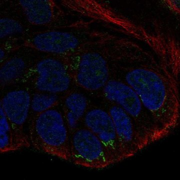 Anti-WNT10B antibody produced in rabbit Prestige Antibodies&#174; Powered by Atlas Antibodies, affinity isolated antibody