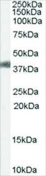 Anti-AGTR1/AT1 antibody produced in goat affinity isolated antibody, buffered aqueous solution