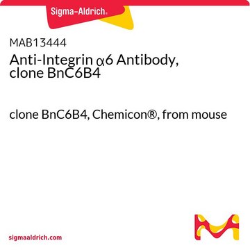 Anti-Integrin &#945;6 Antibody, clone BnC6B4 clone BnC6B4, Chemicon&#174;, from mouse