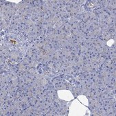 Anti-GCM1 antibody produced in rabbit Prestige Antibodies&#174; Powered by Atlas Antibodies, affinity isolated antibody, buffered aqueous glycerol solution