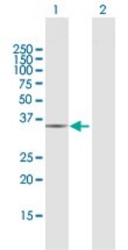 Anti-CRYZ antibody produced in rabbit purified immunoglobulin, buffered aqueous solution