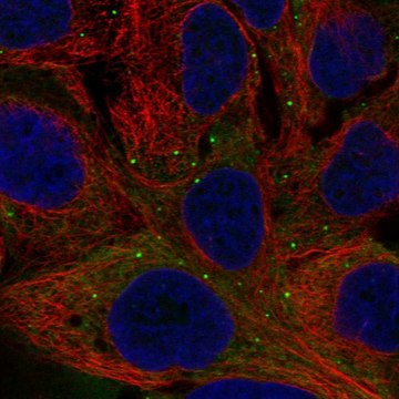 Anti-Nppb Antibody Produced In Rabbit Prestige Antibodies&#174; Powered by Atlas Antibodies, affinity isolated antibody, buffered aqueous glycerol solution