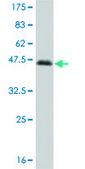 Monoclonal Anti-NFIC antibody produced in mouse clone 1D6, purified immunoglobulin, buffered aqueous solution