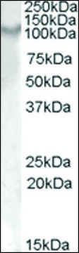 Anti-Il17ra antibody produced in goat affinity isolated antibody, buffered aqueous solution