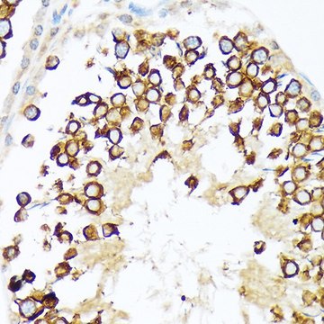 Anti-Calmegin antibody produced in rabbit