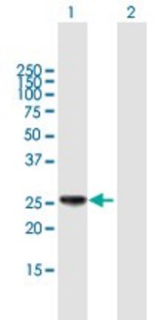 Anti-HLA-DPB1 antibody produced in mouse purified immunoglobulin, buffered aqueous solution