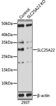 Anti-SLC25A22 antibody produced in rabbit