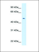 Anti-LAB antibody produced in rabbit affinity isolated antibody
