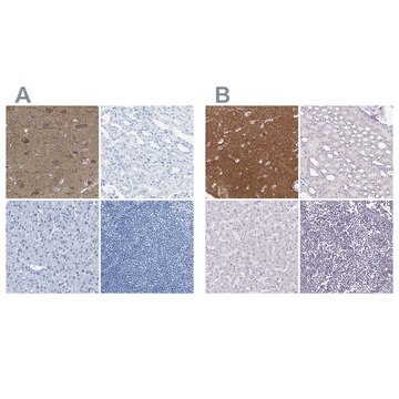 Anti-FAIM2 antibody produced in rabbit Prestige Antibodies&#174; Powered by Atlas Antibodies, affinity isolated antibody, buffered aqueous glycerol solution