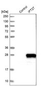 Anti-IFT27 antibody produced in rabbit Prestige Antibodies® Powered by Atlas Antibodies, affinity isolated antibody, buffered aqueous glycerol solution
