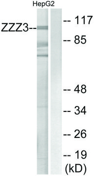 Anti-ZZZ3 antibody produced in rabbit affinity isolated antibody