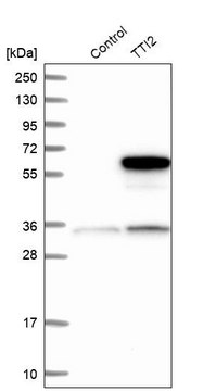 Anti-TTI2 antibody produced in rabbit Prestige Antibodies&#174; Powered by Atlas Antibodies, affinity isolated antibody, buffered aqueous glycerol solution