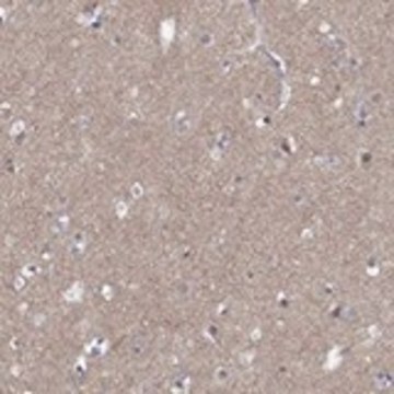 Anti-DMTN antibody produced in rabbit Prestige Antibodies&#174; Powered by Atlas Antibodies, affinity isolated antibody, buffered aqueous glycerol solution