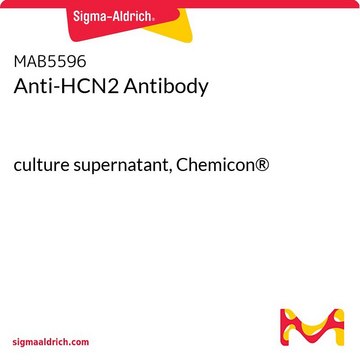 Anti-HCN2 Antibody culture supernatant, Chemicon&#174;