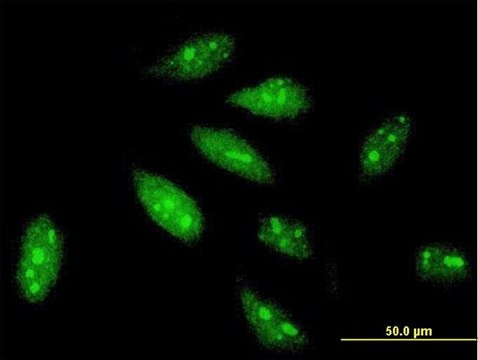 Monoclonal Anti-TRIM56 antibody produced in mouse clone 4C5, purified immunoglobulin, buffered aqueous solution