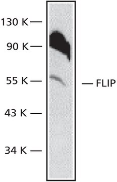 Anti-FLIPL C-Terminal antibody produced in rabbit ~0.5&#160;mg/mL, IgG fraction of antiserum, buffered aqueous solution