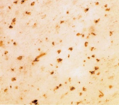 Anti-Synuclein &#945; Antibody Chemicon&#174;, from sheep