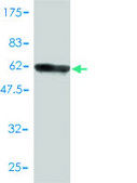 Monoclonal Anti-RNASEH2A antibody produced in mouse clone 3G5-F5, purified immunoglobulin, buffered aqueous solution