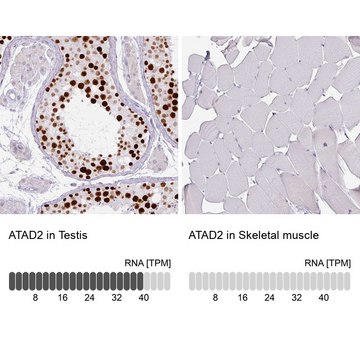 Monoclonal Anti-ATAD2 antibody produced in mouse Prestige Antibodies&#174; Powered by Atlas Antibodies, clone CL0182, purified immunoglobulin, buffered aqueous glycerol solution