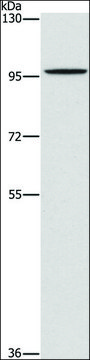 Anti-PDE6C antibody produced in rabbit affinity isolated antibody