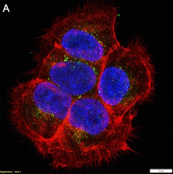 Anti-Presenilin-1 Antibody, clone PS1-loop ZooMAb&#174; Mouse Monoclonal recombinant, expressed in HEK 293 cells