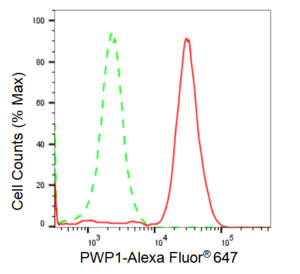 KD-Validated Anti PWP1 Antibody, clone 23GB2580, Rabbit Monoclonal clone 23GB2580, recombinant rabbit monoclonal, expressed in HEK293 cells