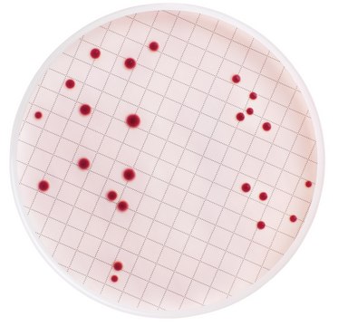 m-Endo总大肠菌群肉汤（脱水） For testing drinking water for total coliform detection