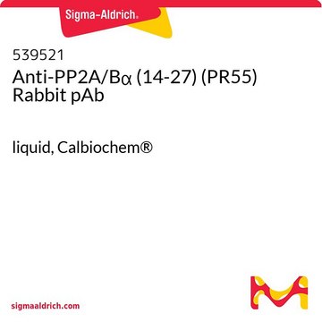 Anti-PP2A/B&#945; (14-27) (PR55) Rabbit pAb liquid, Calbiochem&#174;