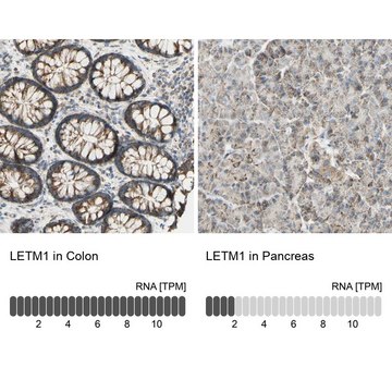 Anti-LETM1 antibody produced in rabbit Prestige Antibodies&#174; Powered by Atlas Antibodies, affinity isolated antibody, buffered aqueous glycerol solution