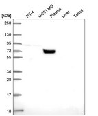 Anti-COG7 antibody produced in rabbit Prestige Antibodies® Powered by Atlas Antibodies, affinity isolated antibody