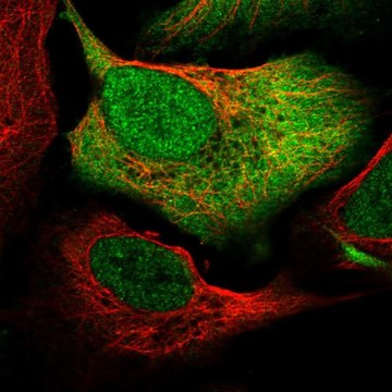 Anti-NCOA1 antibody produced in rabbit Prestige Antibodies&#174; Powered by Atlas Antibodies, affinity isolated antibody