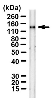 Anti-SARS-CoV-1/2 S protein CR3022 Antibody ZooMAb&#174; Human Monoclonal recombinant, expressed in HEK 293 cells