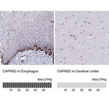 Anti-CAPNS2 Prestige Antibodies&#174; Powered by Atlas Antibodies, affinity isolated antibody