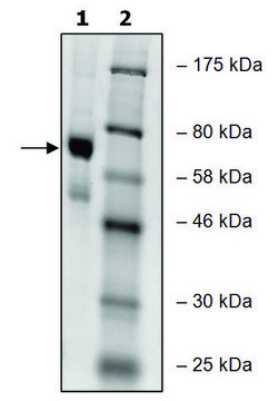 PADI-4 human recombinant, expressed in baculovirus infected Sf9 cells, &#8805;65% (SDS-PAGE)