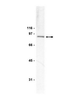 Anti-PI3 Kinase Antibody, p85, N-SH3, clone AB6 clone AB6, Upstate&#174;, from mouse