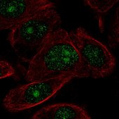 Anti-ZNF692 antibody produced in rabbit Prestige Antibodies® Powered by Atlas Antibodies, affinity isolated antibody